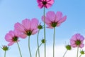 TheÃ¢â¬â¹ Cosmos Flower field with blue sky,Cosmos Flower field blooming spring flowers season Royalty Free Stock Photo